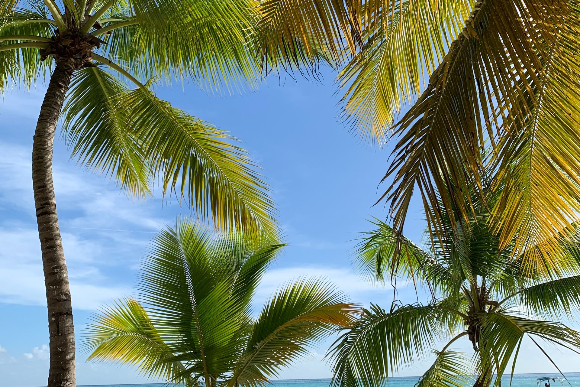 Family-friendly Caribbean beach with palm trees and turquoise water